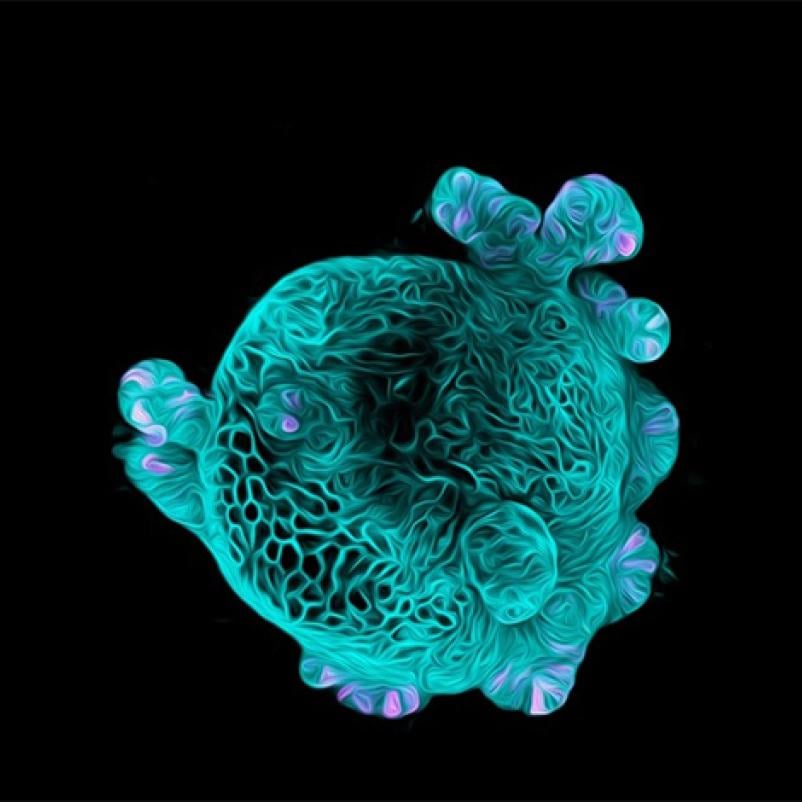 Organoid